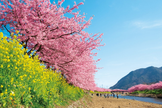 河津桜